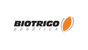 Semente trigo CD 1303 Tratamento Saluzi 1ml + Spectro 2 ml